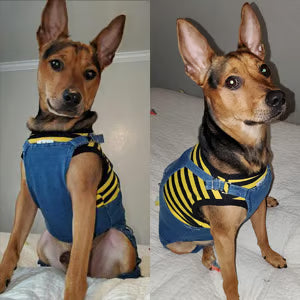 ⏰LAST DAY 49% OFF - Dog Denim Overalls🐱🐶(For cats and dogs)