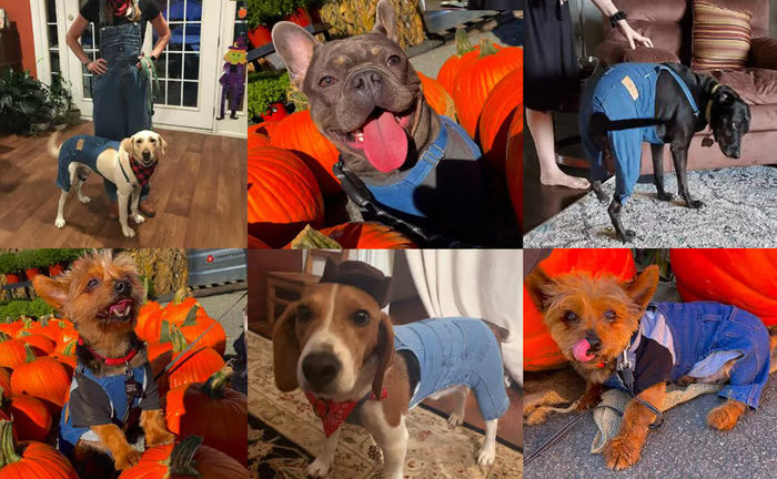 ⏰LAST DAY 49% OFF - Dog Denim Overalls🐱🐶(For cats and dogs)